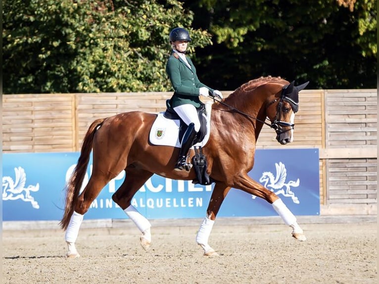 Hanoverian Stallion Chestnut-Red in Moritzburg