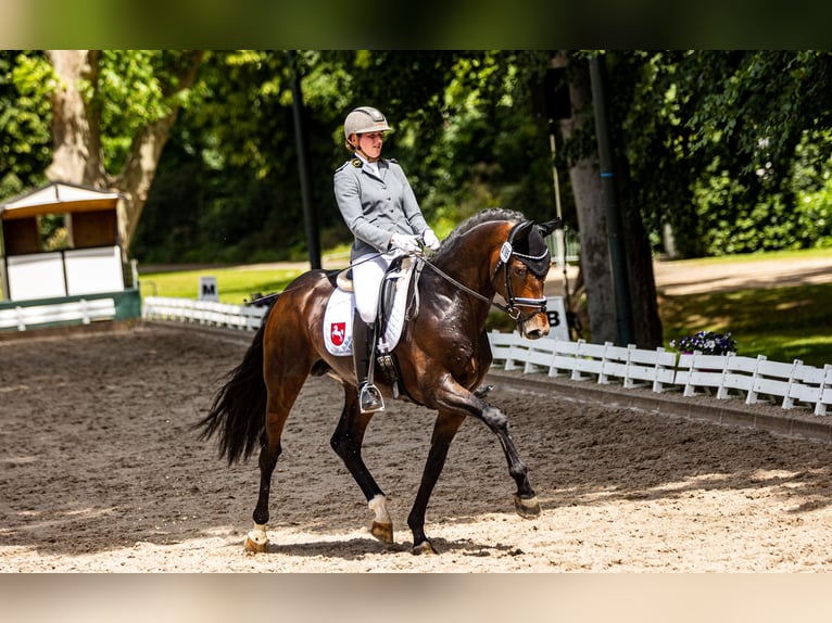 Hanoverian Stallion in Adelheidsdorf