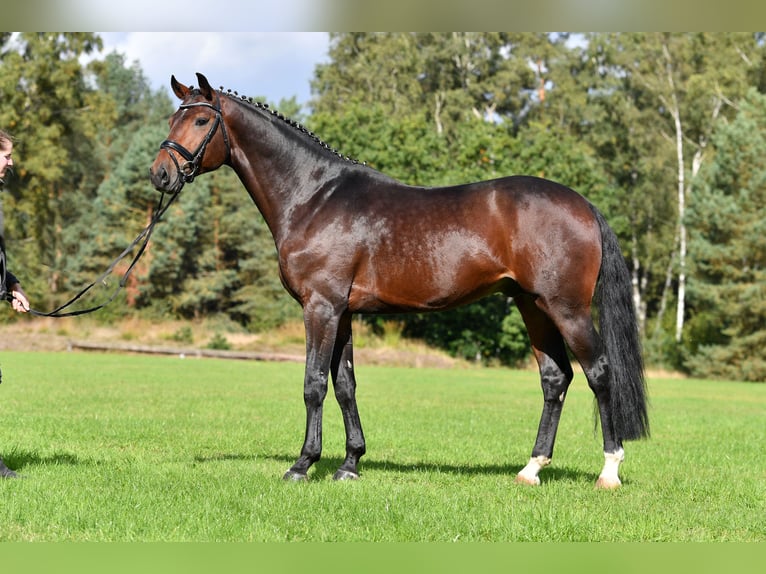Hanoverian Stallion in Adelheidsdorf