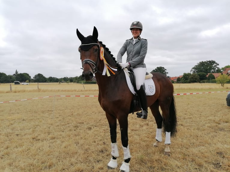 Hanoverian Stallion in Adelheidsdorf