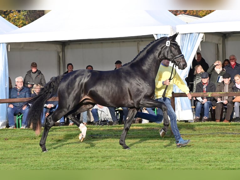 Hanoverian Stallion in Celle