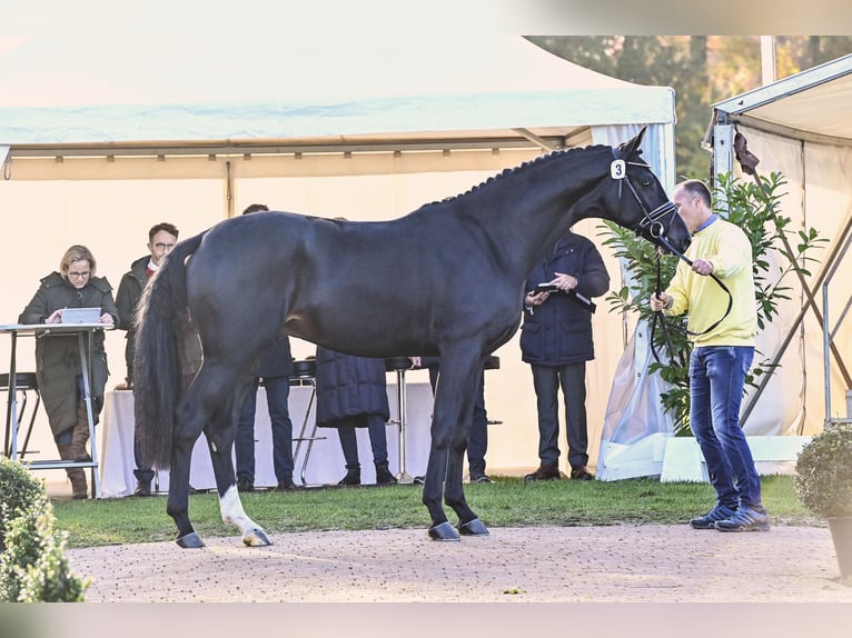 Hanoverian Stallion in Celle