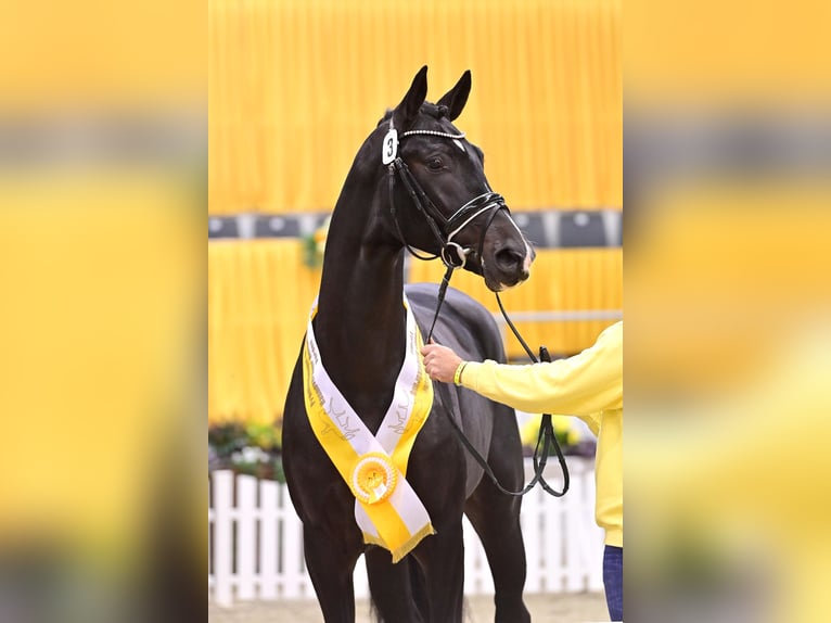 Hanoverian Stallion in Celle
