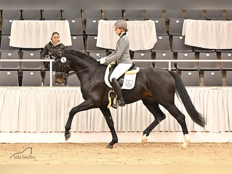 Hanoverian Stallion in Celle