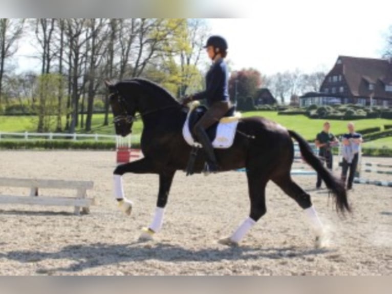 Hanoverian Stallion in Mansfeld