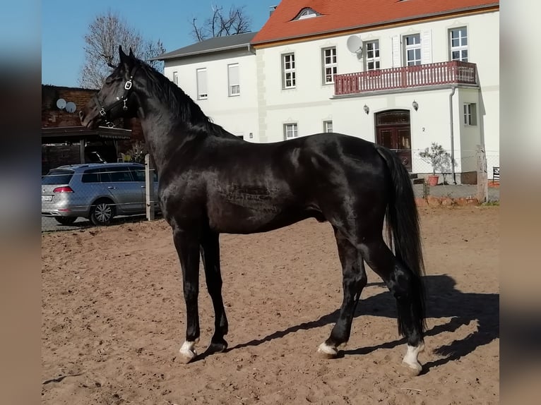 Hanoverian Stallion in Mansfeld