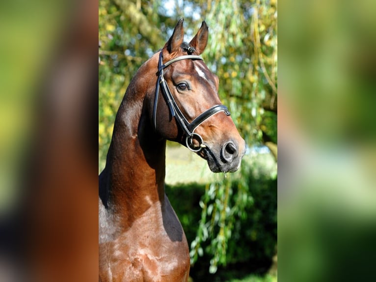 Hanoverian Stallion in Hemmoor