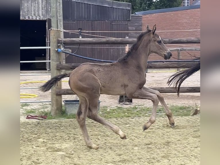 Hanoverian Stallion Foal (05/2025) 10 hh Black in Kevelaer
