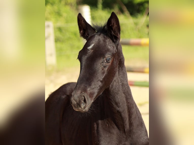Hanoverian Stallion  11,2 hh Black in Bramstedt