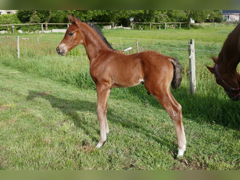 Hanoverian Stallion Foal (05/2025) 11,2 hh Brown in Wurster Nordseek&#xFC;ste