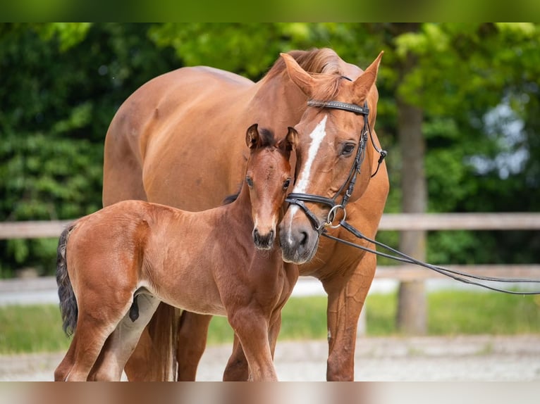 Hanoverian Stallion Foal (05/2025) 11,2 hh Brown in Wurster Nordseek&#xFC;ste