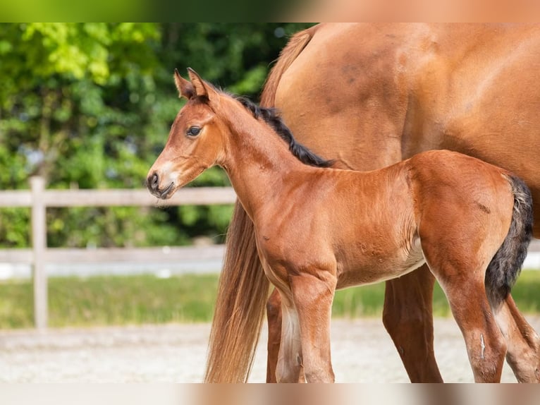 Hanoverian Stallion Foal (05/2025) 11,2 hh Brown in Wurster Nordseek&#xFC;ste