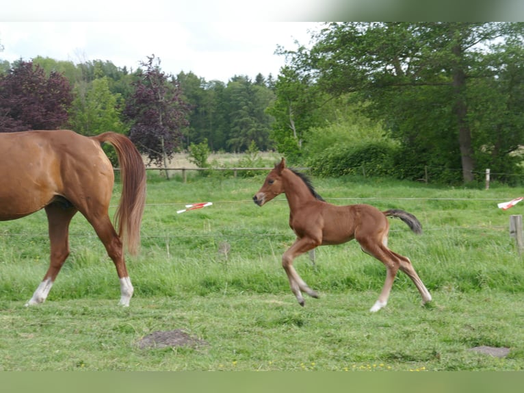 Hanoverian Stallion Foal (05/2025) 11,2 hh Brown in Wurster Nordseek&#xFC;ste