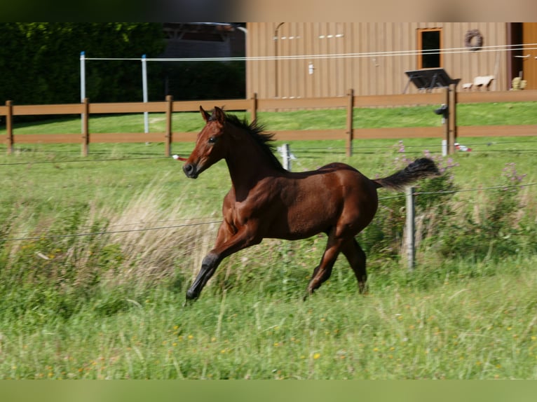 Hanoverian Stallion Foal (05/2025) 12,1 hh Brown in Wurster Nordseek&#xFC;ste
