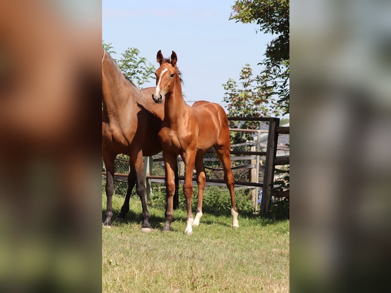 Hanoverian Stallion Foal (04/2025) 12,2 hh Brown in Salzgitter