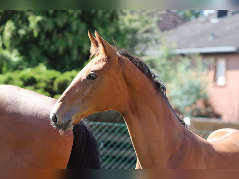 Hanoverian Stallion Foal (04/2025) 12,2 hh Brown in Salzgitter