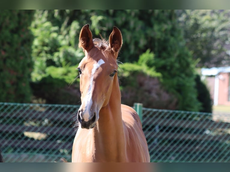 Hanoverian Stallion Foal (04/2025) 12,2 hh Brown in Salzgitter