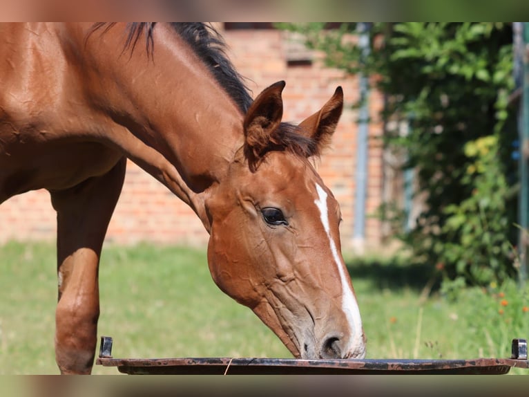 Hanoverian Stallion Foal (04/2025) 12,2 hh Brown in Salzgitter