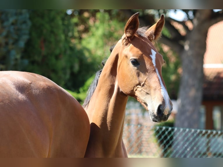 Hanoverian Stallion Foal (04/2025) 12,2 hh Brown in Salzgitter