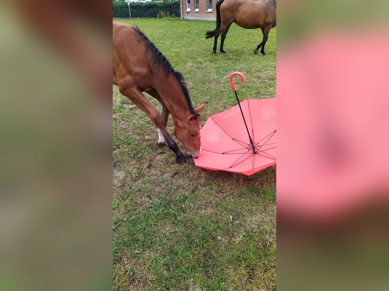 Hanoverian Stallion Foal (04/2025) 12,2 hh Brown in Salzgitter