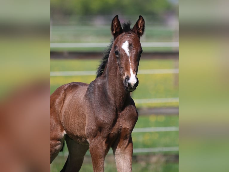 Hanoverian Stallion Foal (04/2026) 16.1 hh Bay-Dark in Isernhagen