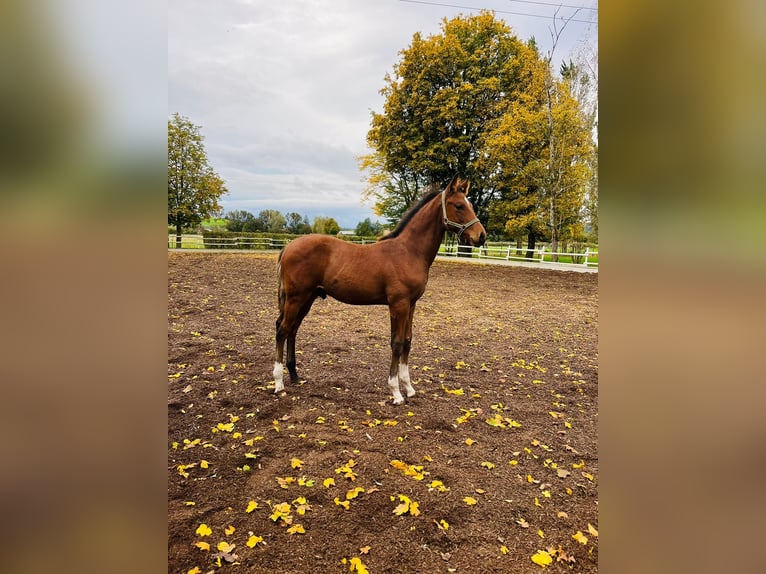 Hanoverian Stallion Foal (06/2024) 16,1 hh Bay-Dark in Salem