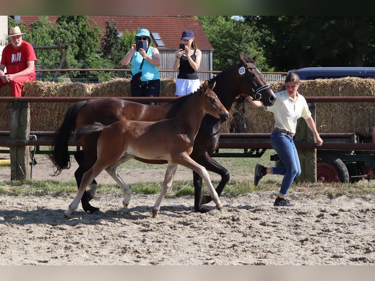 Hanoverian Stallion  16,1 hh Bay-Dark in Wolfsburg