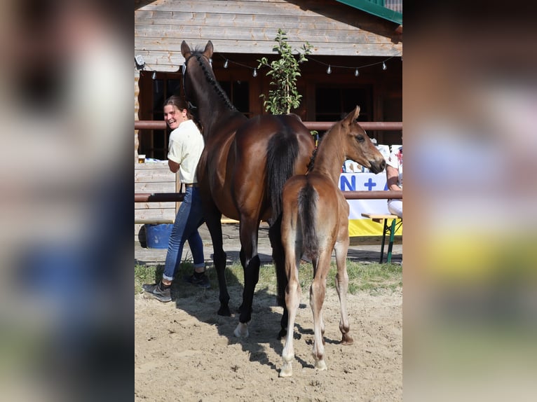 Hanoverian Stallion  16,1 hh Bay-Dark in Wolfsburg