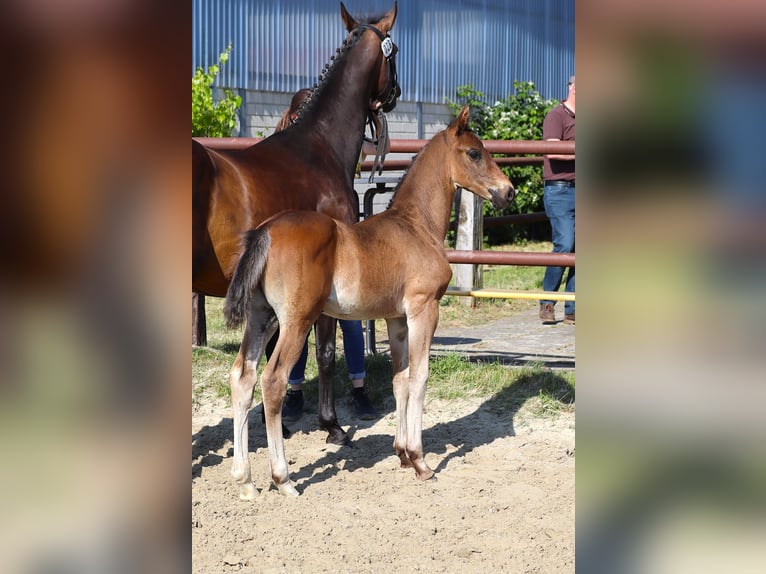 Hanoverian Stallion  16,1 hh Bay-Dark in Wolfsburg