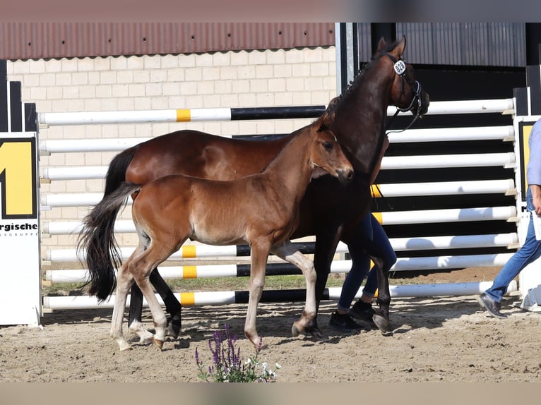 Hanoverian Stallion  16,1 hh Bay-Dark in Wolfsburg