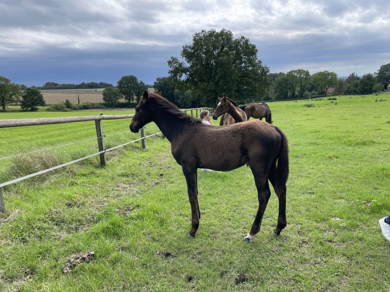 Hanoverian Stallion Foal (04/2023) 16,1 hh Bay-Dark in Fröndenberg