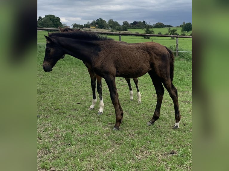 Hanoverian Stallion Foal (04/2023) 16,1 hh Bay-Dark in Fröndenberg