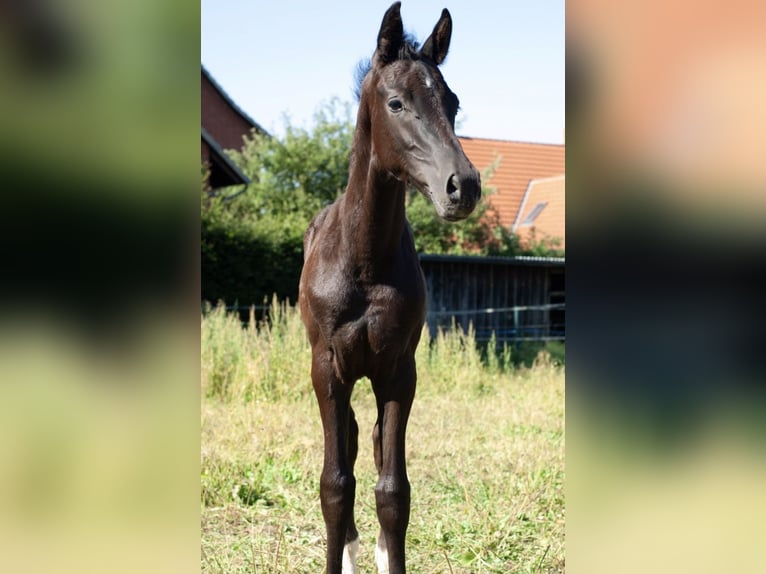 Hanoverian Stallion Foal (05/2026) 16.1 hh Black in Bockenem