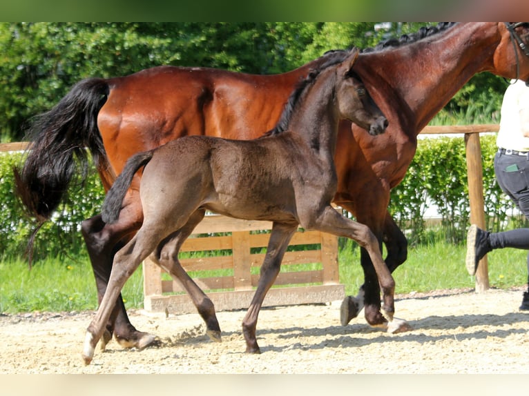 Hanoverian Stallion Foal (05/2024) 16,1 hh Black in Kutenholz