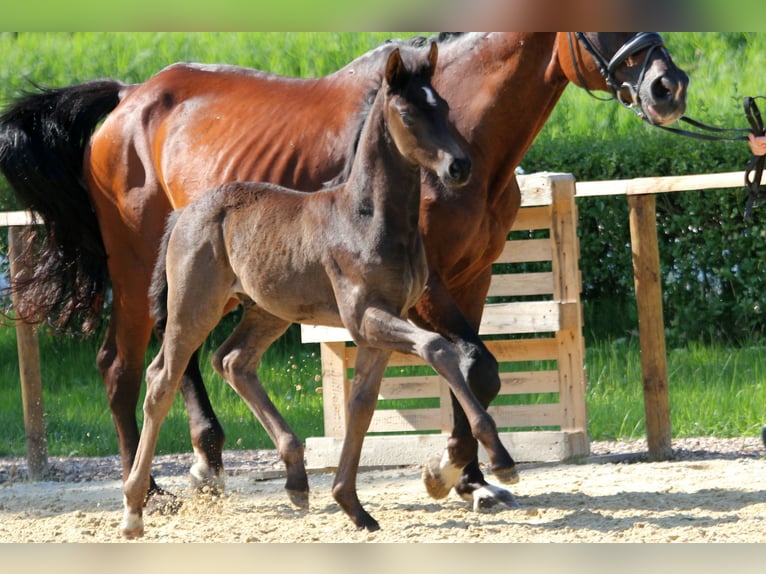 Hanoverian Stallion Foal (05/2024) 16,1 hh Black in Kutenholz