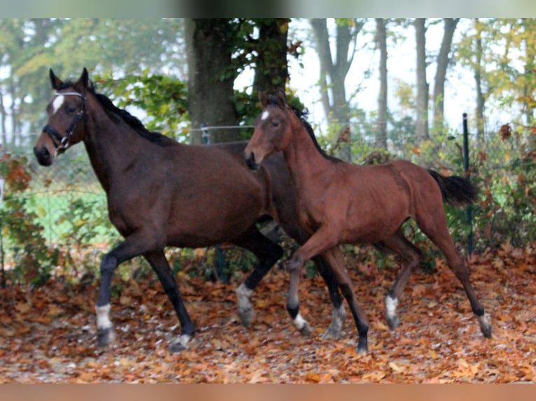 Hanoverian Stallion  16,1 hh Brown in Kutenholz