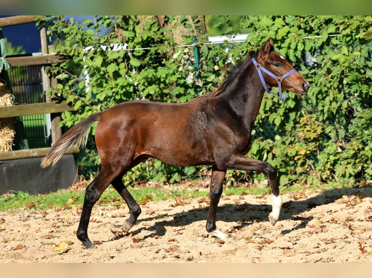 Hanoverian Stallion Foal (04/2026) 16.1 hh Brown in Kutenholz