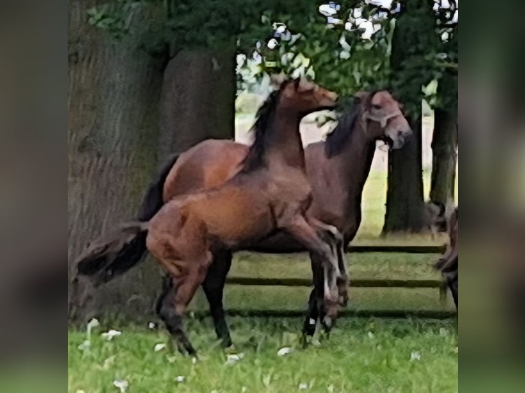 Hanoverian Stallion Foal (04/2026) 16.1 hh Brown in Reinstorf