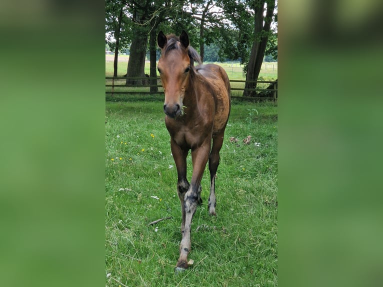 Hanoverian Stallion Foal (04/2026) 16.1 hh Brown in Reinstorf