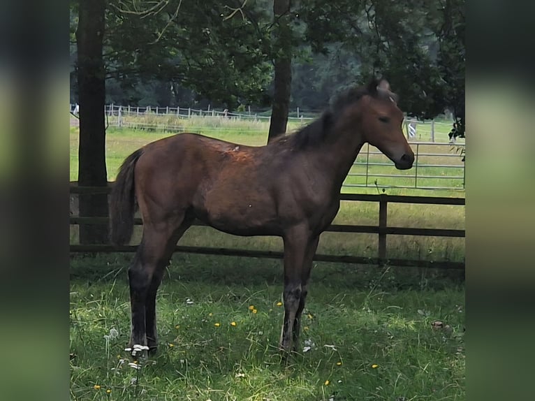 Hanoverian Stallion Foal (04/2026) 16.1 hh Brown in Reinstorf