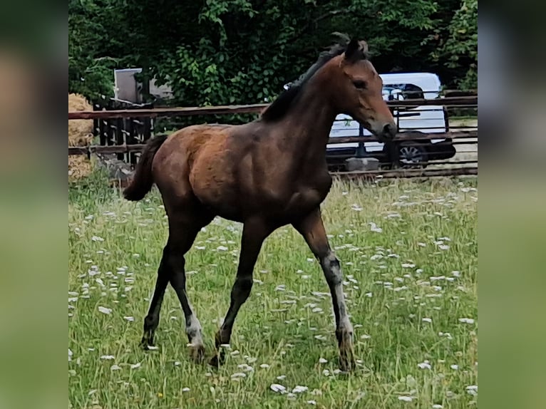 Hanoverian Stallion Foal (04/2026) 16.1 hh Brown in Reinstorf