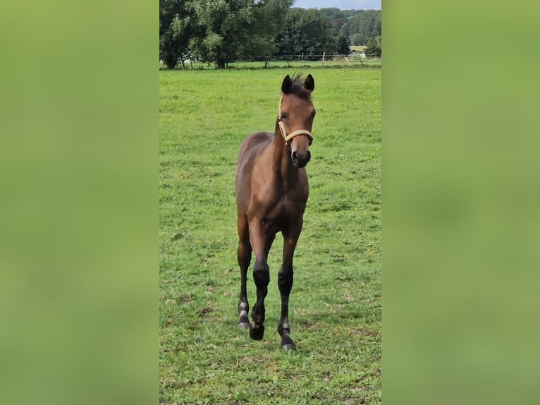 Hanoverian Stallion Foal (04/2026) 16.1 hh Brown in Reinstorf
