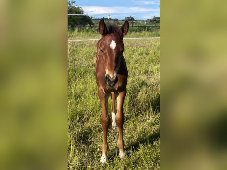 Hanoverian Stallion Foal (05/2026) 16.1 hh Brown in Algermissen