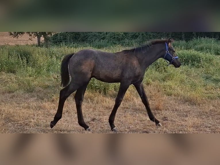 Hanoverian Stallion Foal (05/2024) 16,1 hh Can be white in Wanzleben-Börde