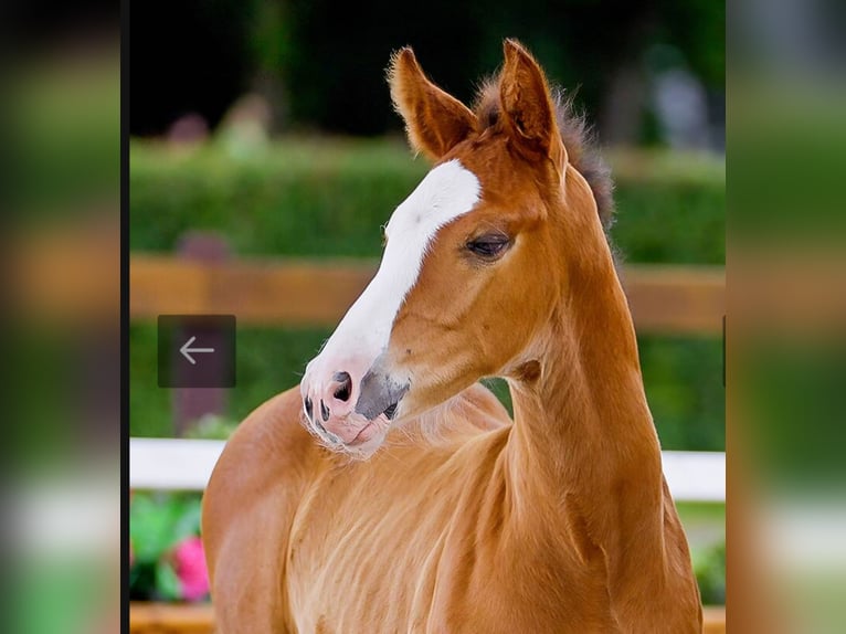 Hanoverian Stallion Foal (05/2026) 16.1 hh Chestnut-Red in Schiffdorf