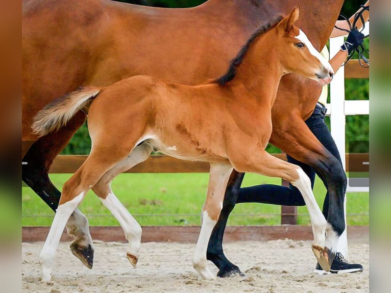 Hanoverian Stallion Foal (05/2026) 16.1 hh Chestnut-Red in Schiffdorf