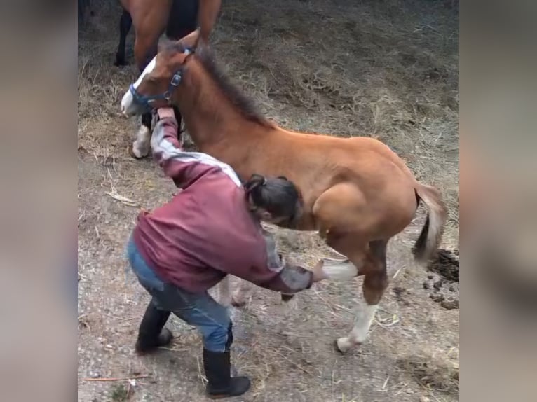 Hanoverian Stallion Foal (05/2026) 16.1 hh Chestnut-Red in Schiffdorf