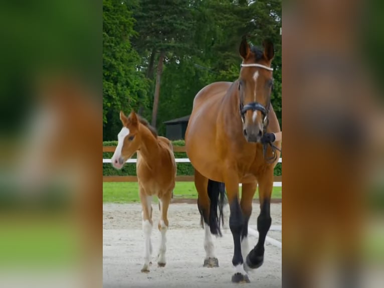 Hanoverian Stallion Foal (05/2026) 16.1 hh Chestnut-Red in Schiffdorf