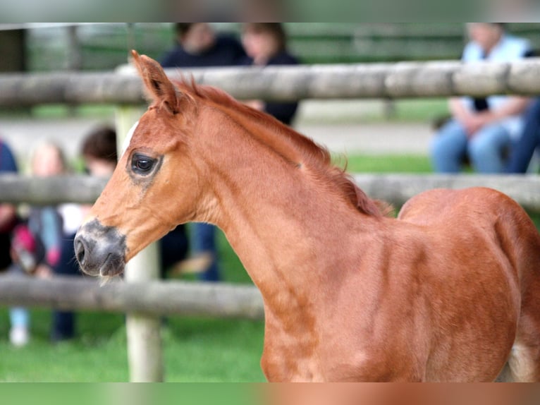 Hanoverian Stallion Foal (05/2024) 16,1 hh Chestnut-Red in Kutenholz