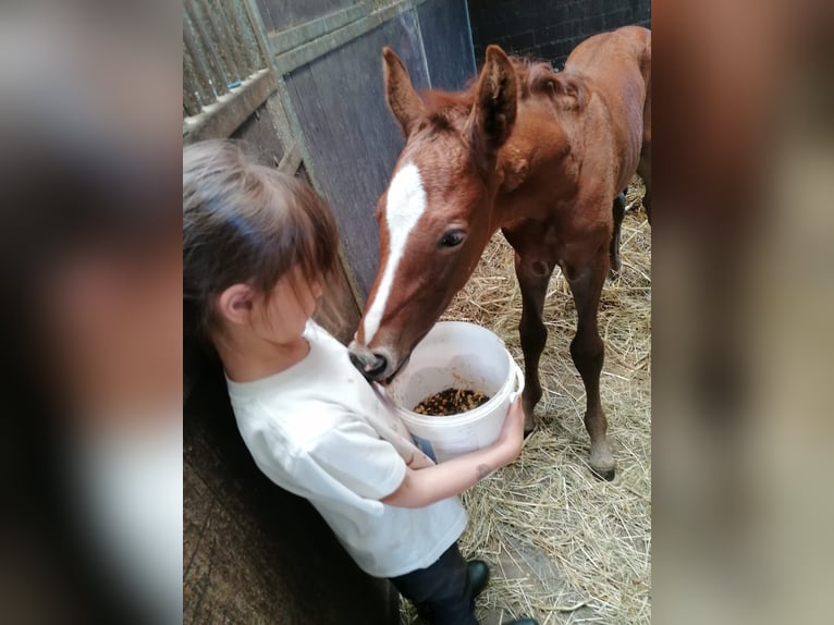 Hanoverian Stallion Foal (06/2024) 16,1 hh Chestnut-Red in Kempen